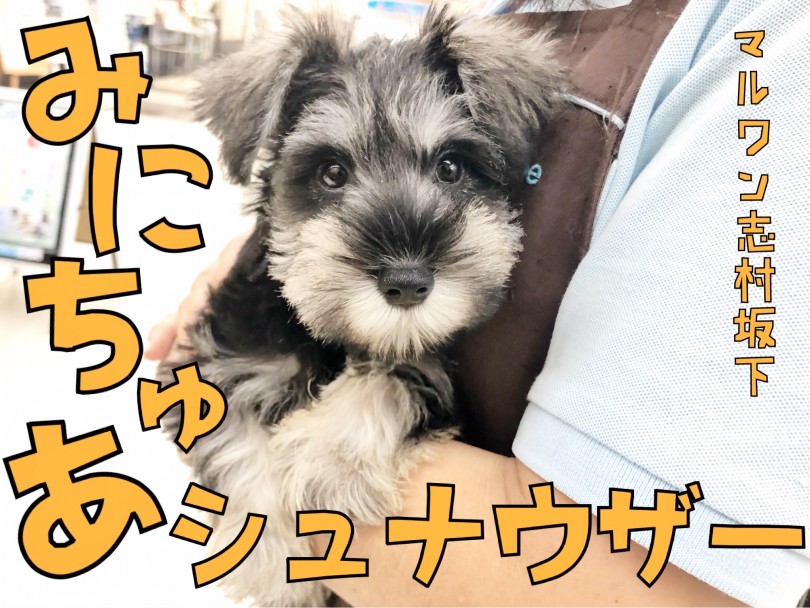 ミニチュアシュナウザー 超美犬 ソルト ペッパーの甘えん坊プリンセス登場 マルワンblog ペットショップ マルワン 小さめ子犬 美形な子猫 初心者安心のサポート