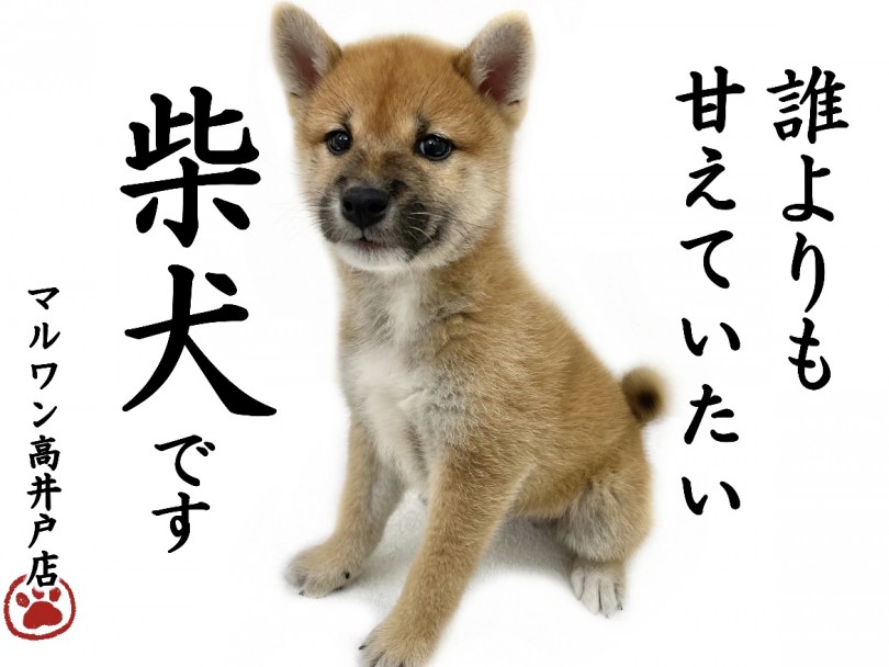 柴犬 柴犬の常識を覆す ワンちゃん初心者にもオススメの甘えん坊な性格 マルワンblog ペットショップ マルワン 小さめ子犬 美形な子猫 初心者安心のサポート