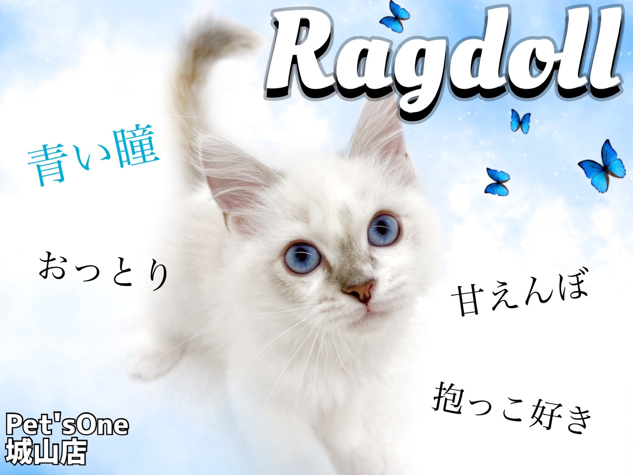 ラグドール 初めて飼う方でも安心なおっとりラグドールちゃん マルワンblog ペットショップ マルワン 小さめ子犬 美形な子猫 初心者安心のサポート ラグドール 初めて飼う方でも安心なおっとりラグドールちゃん マルワンblog ペットショップ マルワン 小さめ子犬 美形な子猫 初心者安心のサポート