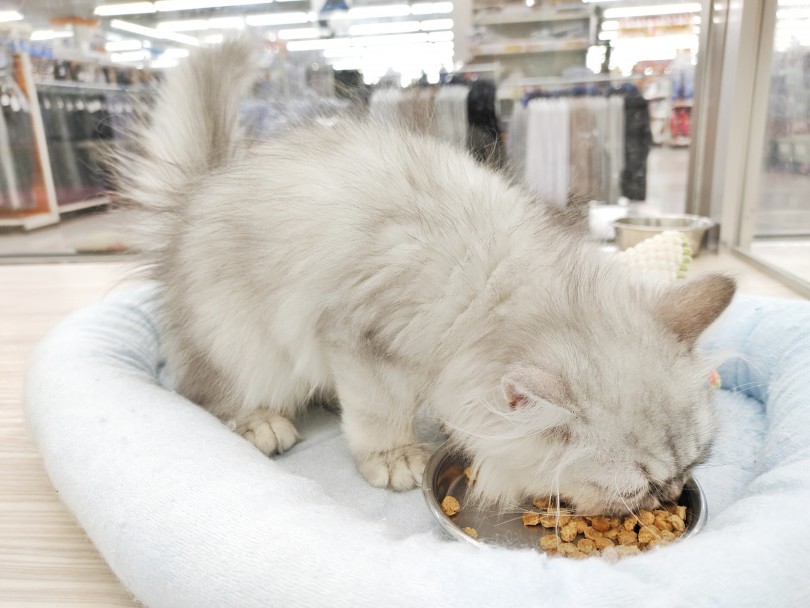 至福の食事タイム！！子猫時のご飯の与え方♪ | ペルシャ （512748） - 本羽田店