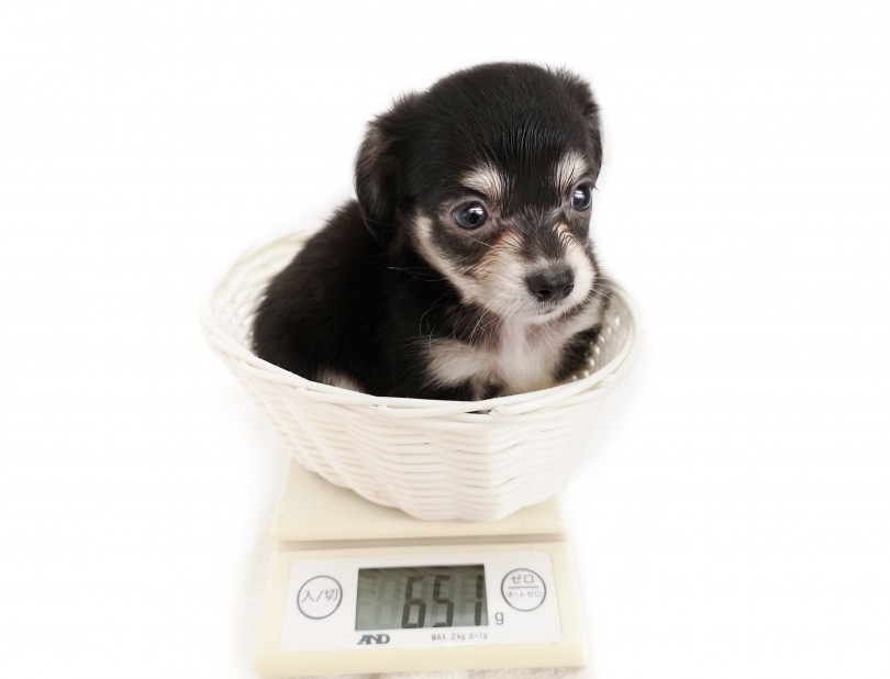 生後58日の体重が650g！小さめボディと短い足！ | MIX犬 チワックス （413045） - さいたま 武蔵浦和店