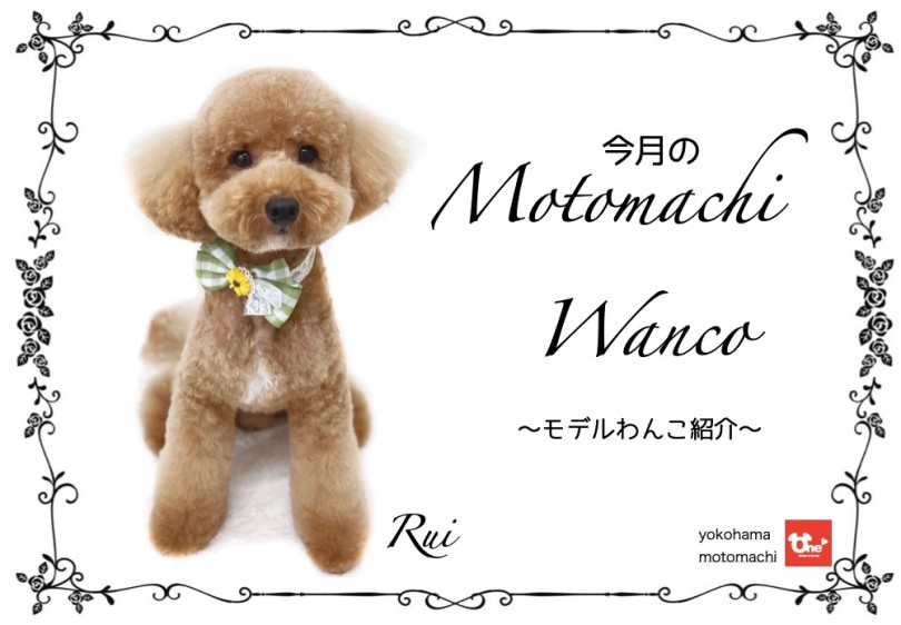 【 元町トリミング 】第四回Motomachi Wancoモデル犬！・ルイちゃん