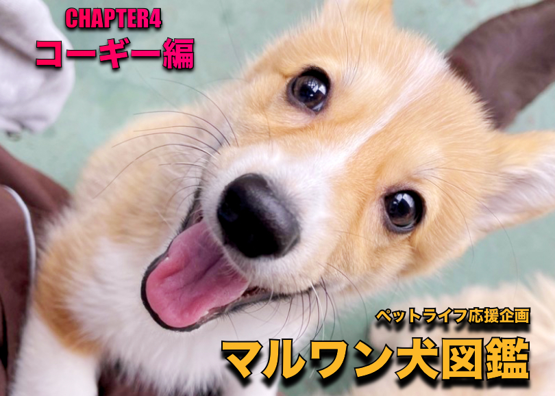 【 マルワン犬図鑑 】  コーギーの魅力をペットショップスタッフが独自解説！