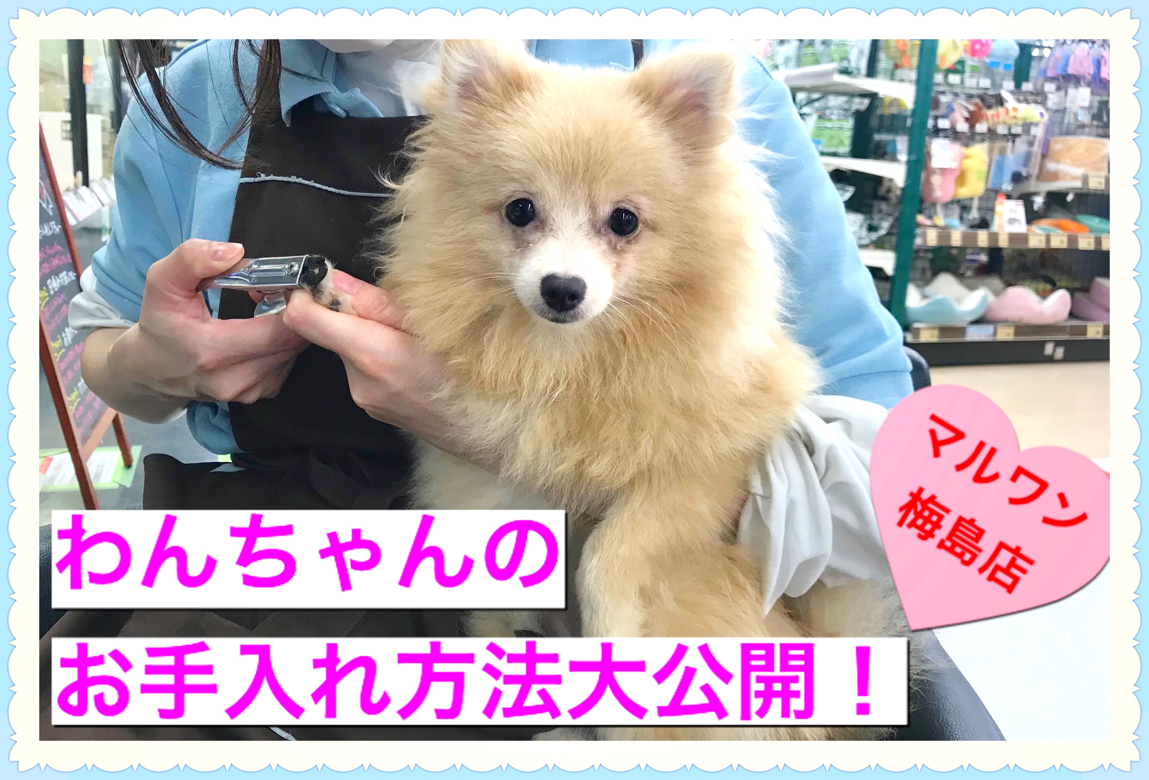 昭和レトロ カネカロン わんわん お手入れワンちゃん レトロ