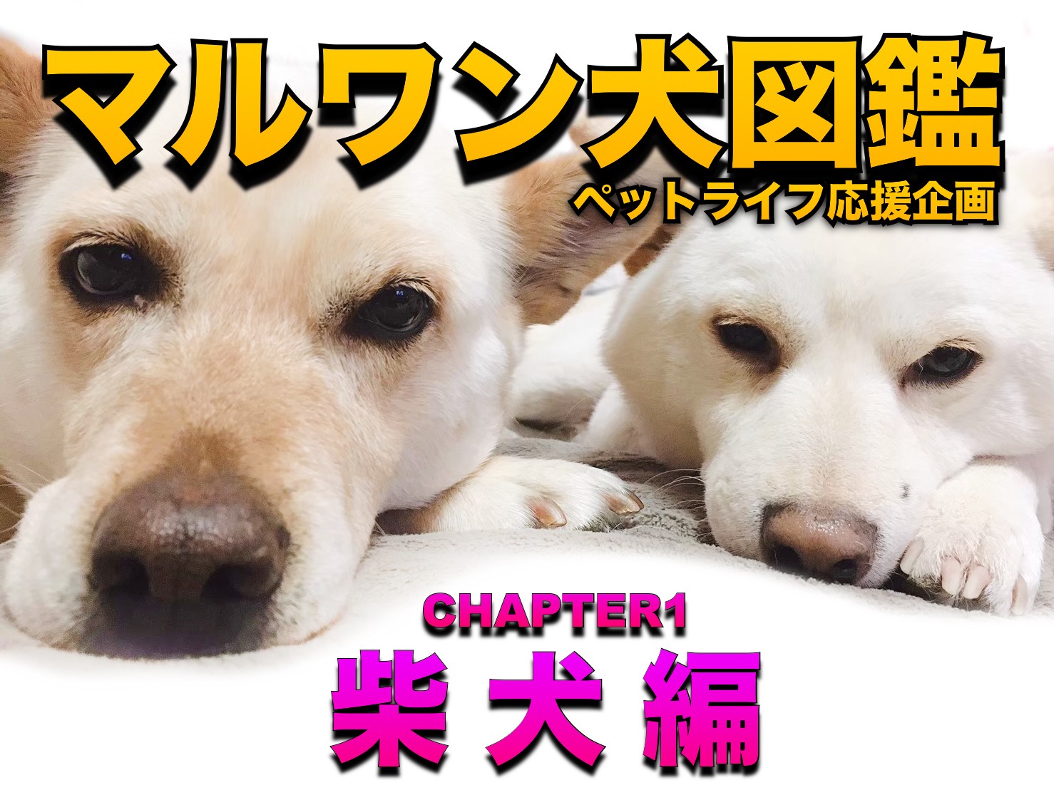 マルワン犬図鑑 】柴犬の魅力をペットショップスタッフがディープに解説！ | マルワンBLOG | ペットショップ マルワン 小さめ子犬 美形な子猫  初心者安心のサポート