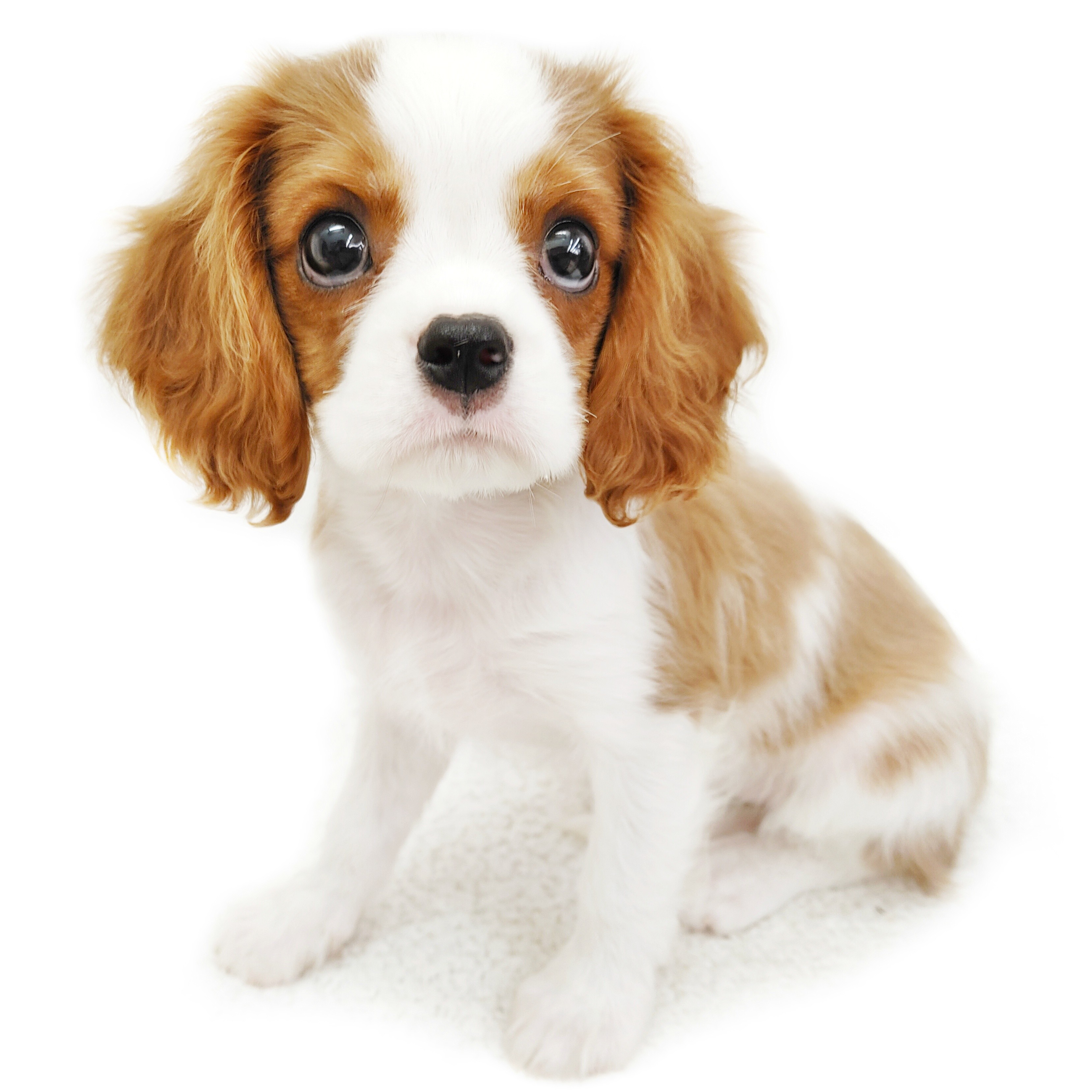 キャバリア・キングチャールズ・スパニエル | ペットショップ マルワン