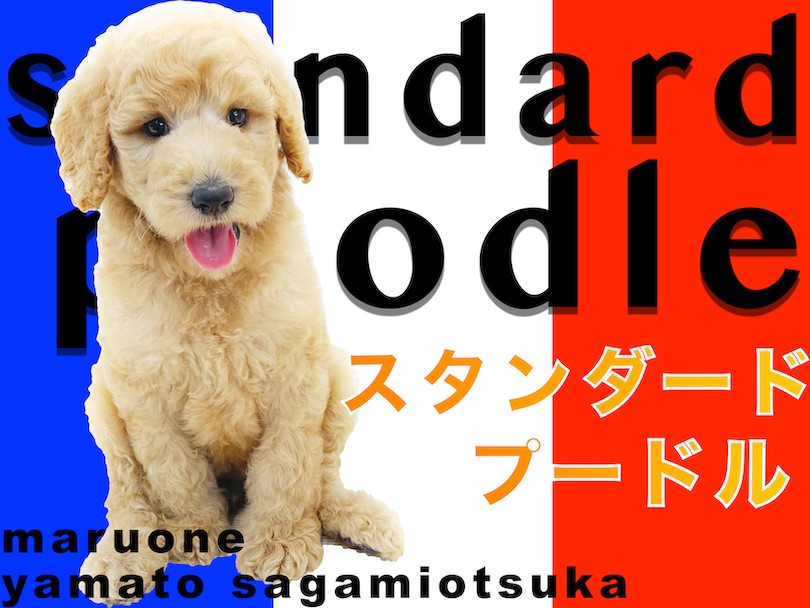 スタンダード・プードル 】レアなスタンプー！大型犬との暮らしの幸せポイント！ | マルワンBLOG | ペットショップ マルワン 小さめ子犬  美形な子猫 初心者安心のサポート