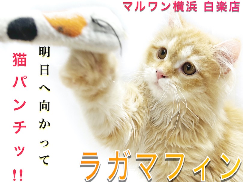 ラガマフィン 】初めて飼う方必見！遊び好きでフレンドリーな