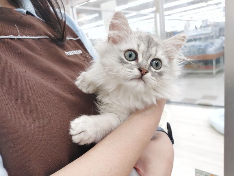 穏やかで飼いやすいペルシャくん！初心者の方が安心してお迎え出来るにゃんこ♪ | ペルシャ （512748） - 本羽田店