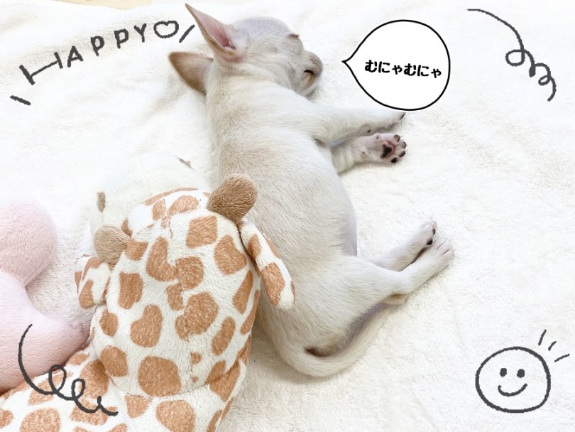 仔犬は1日約18時間は寝ているんですよ | チワワ （312045） - 横浜 港北ニュータウン店