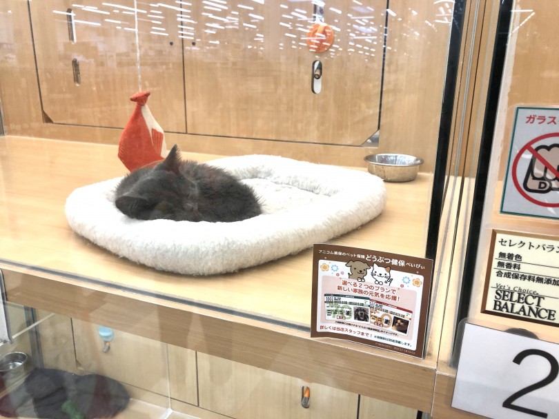 猫の睡眠時間 | ブリテッシュショートヘア （118582） - 城山店