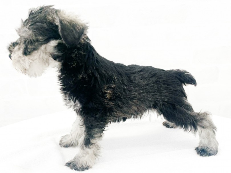 まだまだ子犬のシュナちゃんは全体的にコショウ多めのブラックカラーの様な色合い | ミニチュア・シュナウザー （014397） - 東日暮里店