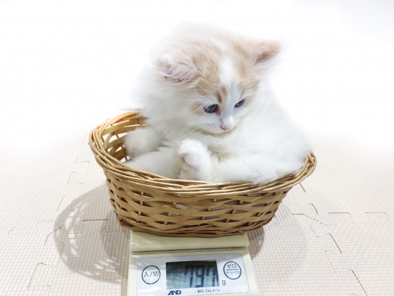 成猫時は6.0kg前後と存在感ばっちりな子に！ | サイベリアン （11860） - 横浜 白楽店