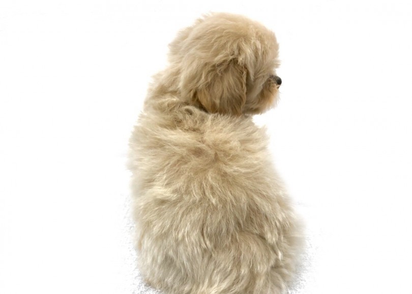 ぬいぐるみの様なふわふわの被毛 | MIX犬 ペキプー （140735） - 横浜 元町店