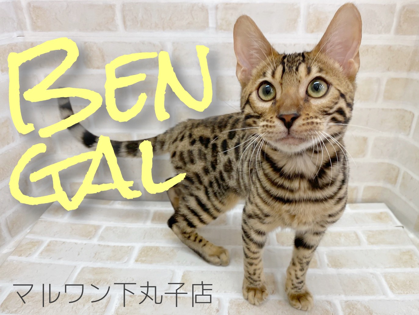 エイミーさまご購入品 リメイク鉢 ぽってり型 教え ラベンダーと子猫
