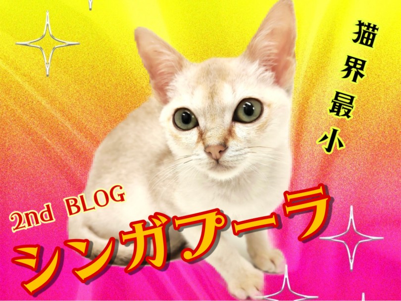 【 シンガプーラ 】8/13最新情報！生後4ヶ月で1.07kg世界最小ネコの今！