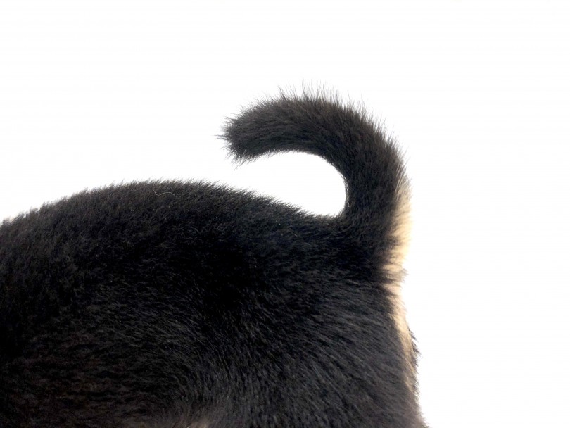 クリンと巻いた尻尾が特徴的な柴犬 | 柴犬 （118586） - 城山店