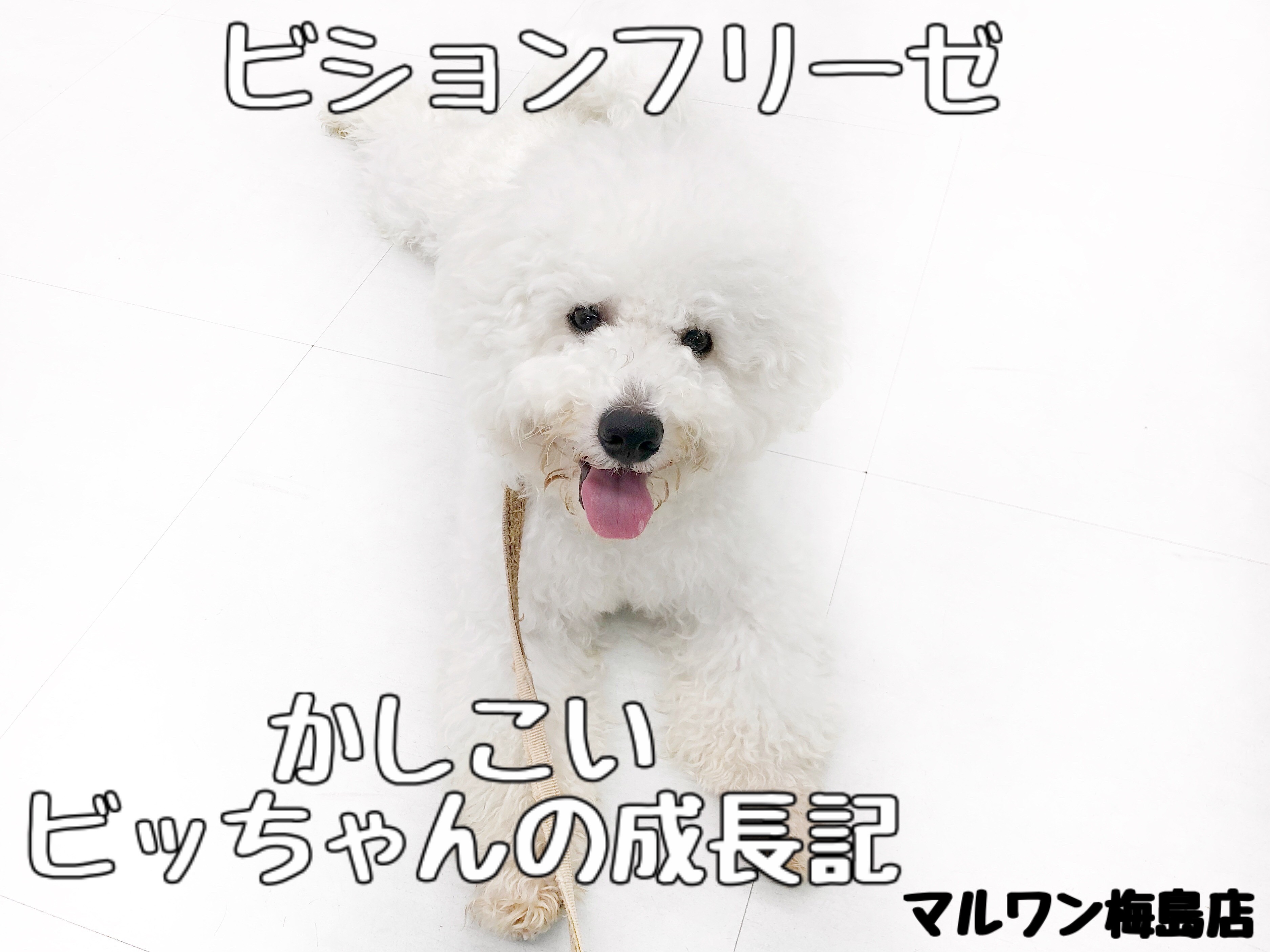 ビションフリーゼ 】第二弾ブログ！！賢いビっちゃんの成長記