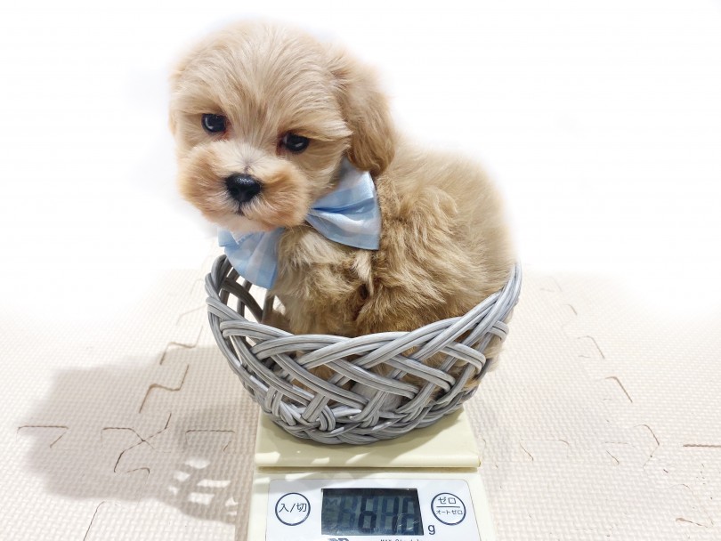 両親共に2.0kg代の小柄な家系！ | MIX犬 マルプー （11866） - 横浜 白楽店