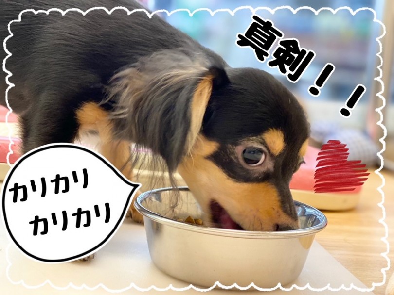ご飯Time | MIX犬 チワックス （312024） - 横浜 港北ニュータウン店