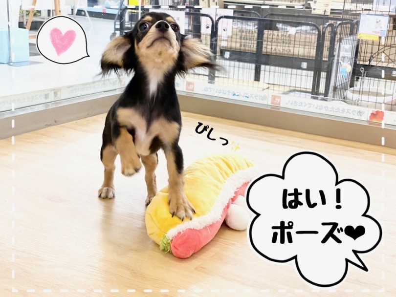 チワックスくんに是非会いに来てくださいね！ | MIX犬 チワックス （312024） - 横浜 港北ニュータウン店