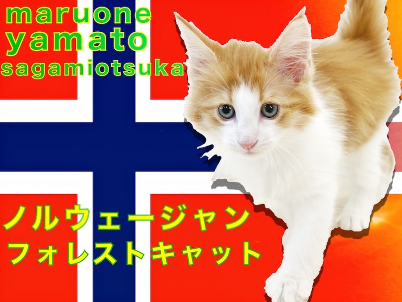 【 ノルウェージャンフォレストキャット 】優雅で美形な大型猫は甘えん坊で遊び好き