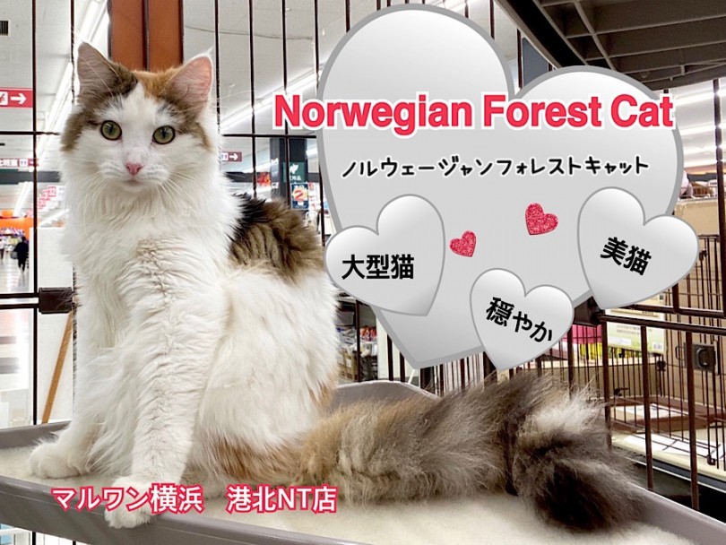 【 ノルウェージャンフォレストキャット 】美しい大型猫種の女の子！