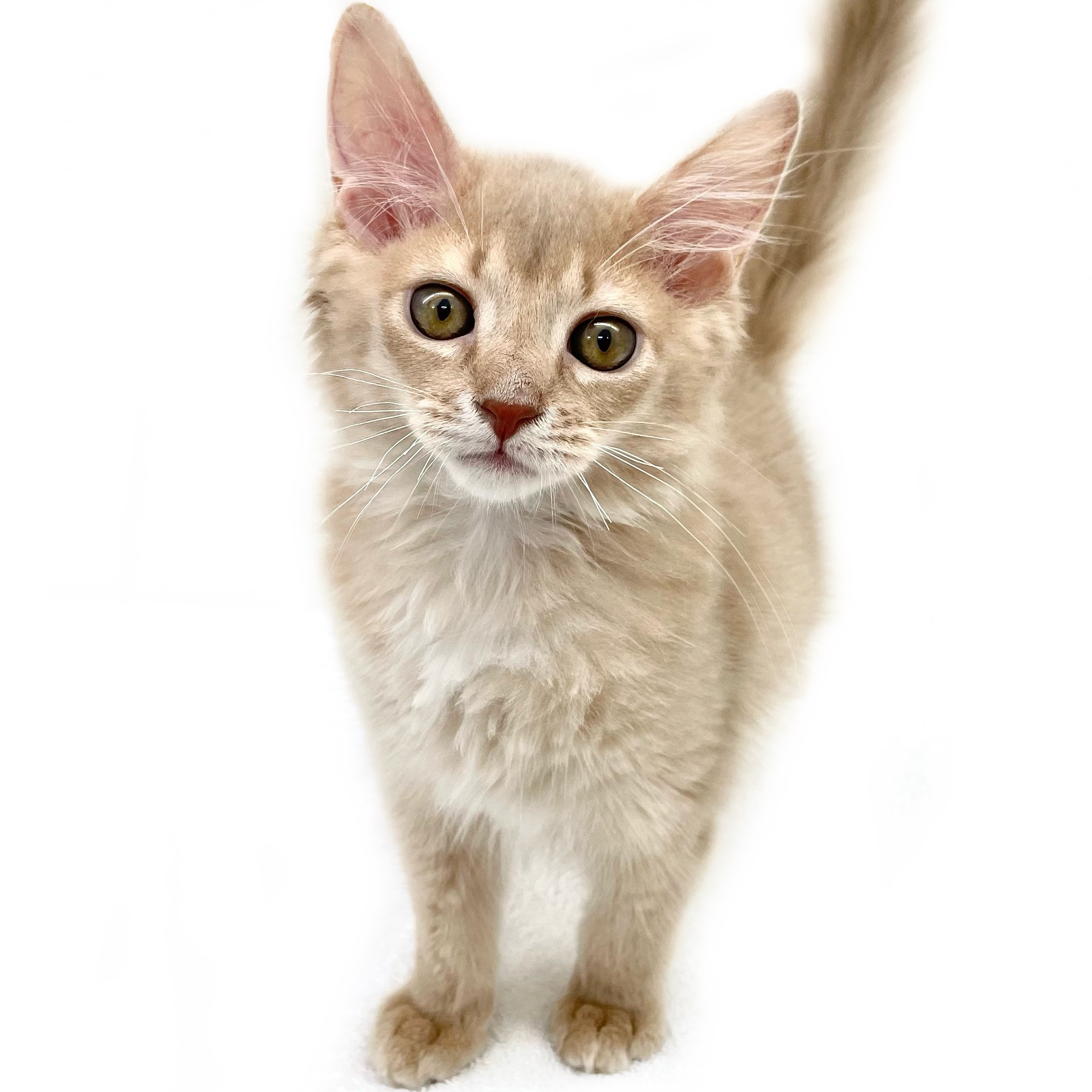 ソマリ ペットショップ マルワン 小さめ子犬 美形な子猫 初心者安心のサポート