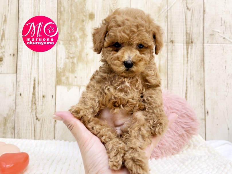 初めての方でも育てやすい犬種ナンバーワンコ | トイ・プードル （6131068） - 横浜 大倉山店