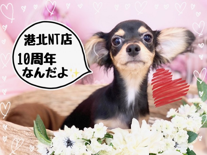 おかげさまで9月2日に、マルワン横浜 港北NT店は10周年を迎えました | MIX犬 チワックス （312024） - 横浜 港北ニュータウン店