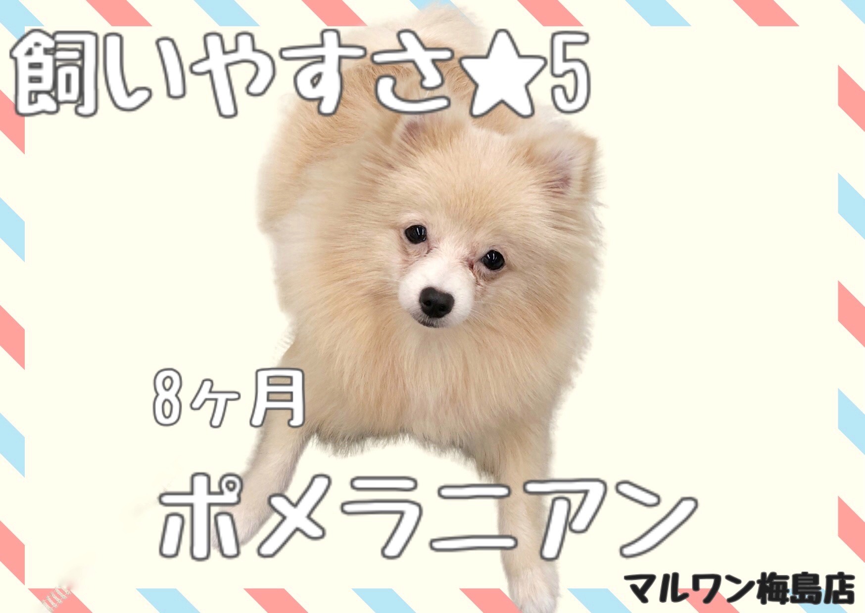 ポメラニアン 小さい 賢い 友好的 飼いやすさ5つ星 初心者や多頭飼いに マルワンblog ペットショップ マルワン 小さめ子犬 美形な子猫 初心者安心のサポート