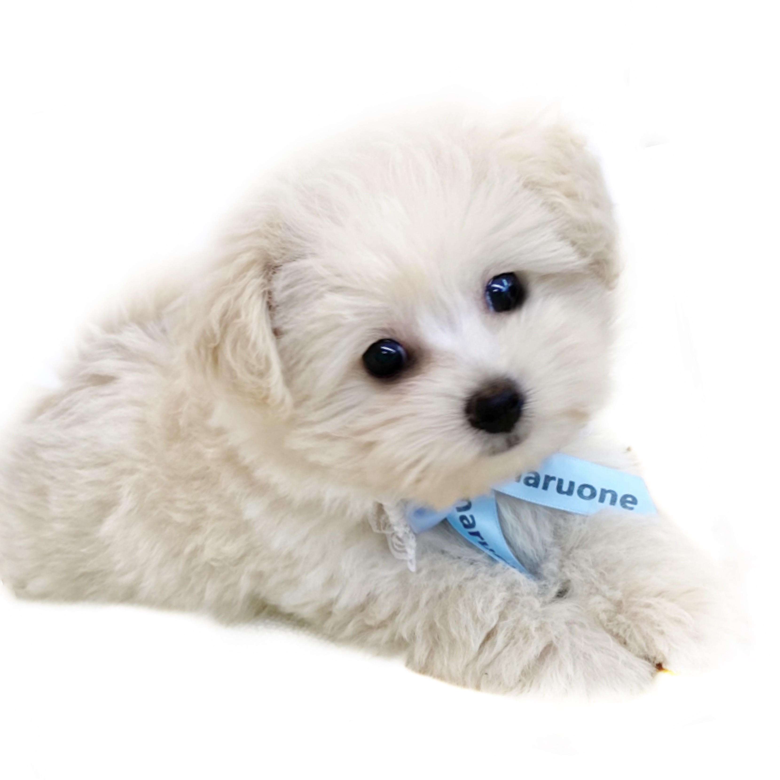 MIX（ポメラニアン×トイプードル） | ペットショップ マルワン 小さめ