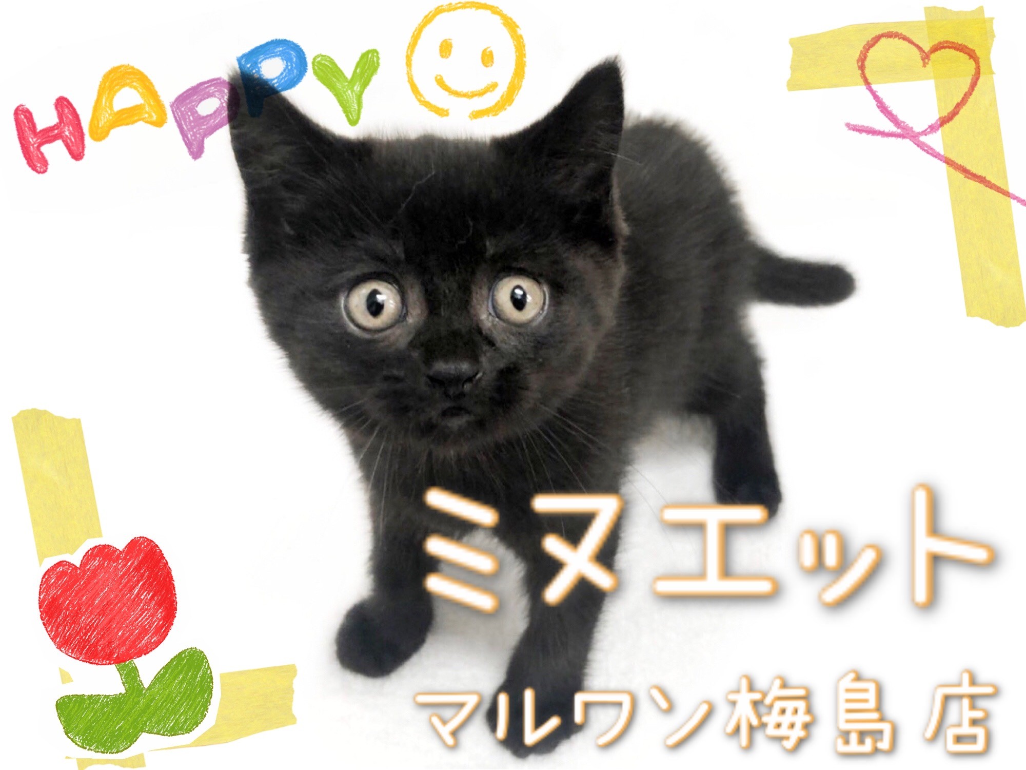 ミヌエット ゴロゴロすりすり 甘えん坊な黒猫の男の子 マルワンblog ペットショップ マルワン 小さめ子犬 美形な子猫 初心者安心のサポート