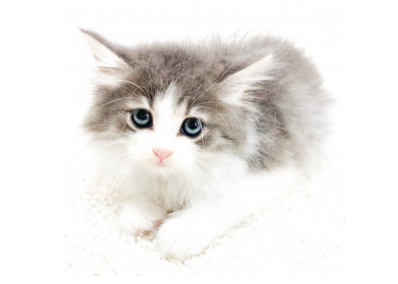 ワイルドなルックスとは違ってとても気の優しい猫です | マルワン猫図鑑 ノルウェージャンフォレストキャット - 横浜 鶴見店