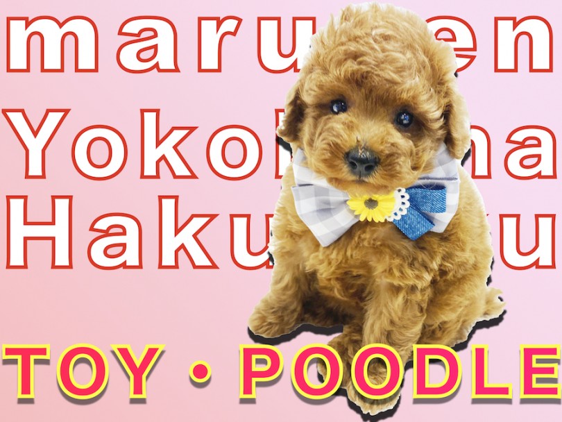トイ プードル タイニーサイズ 毛吹き抜群で豊富なカットスタイルが楽しめる マルワンblog ペットショップ マルワン 小さめ子犬 美形な子猫 初心者安心のサポート