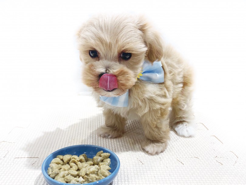 大好きなごはんを目の前に『食べていいですか！』とウキウキのマルプーくん！ | MIX犬 マルプー （11866） - 横浜 白楽店