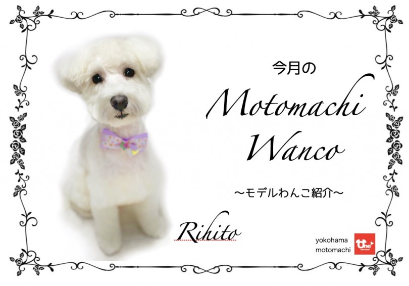 【 元町トリミング 】第六回Motomachi Wancoモデル犬紹介！
