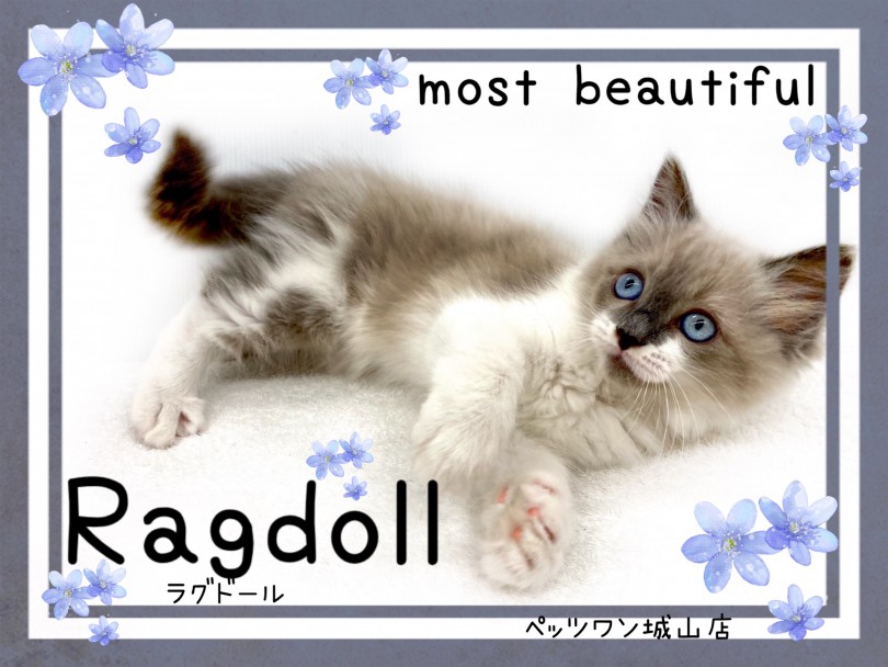 【 ラグドール 】美しく可愛らしく性格も抜群なビューティフルキャット