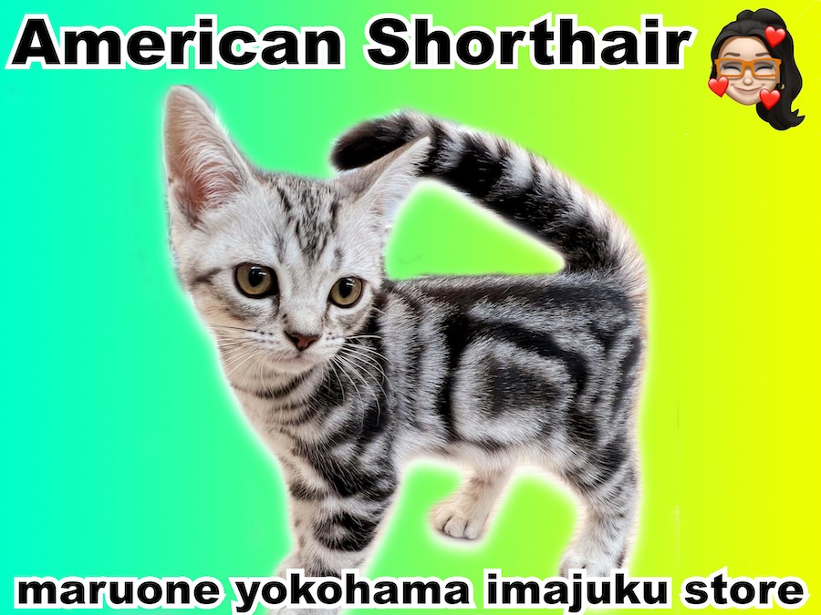 アメショーcat様 81325d58813d508e6e1d3660437094