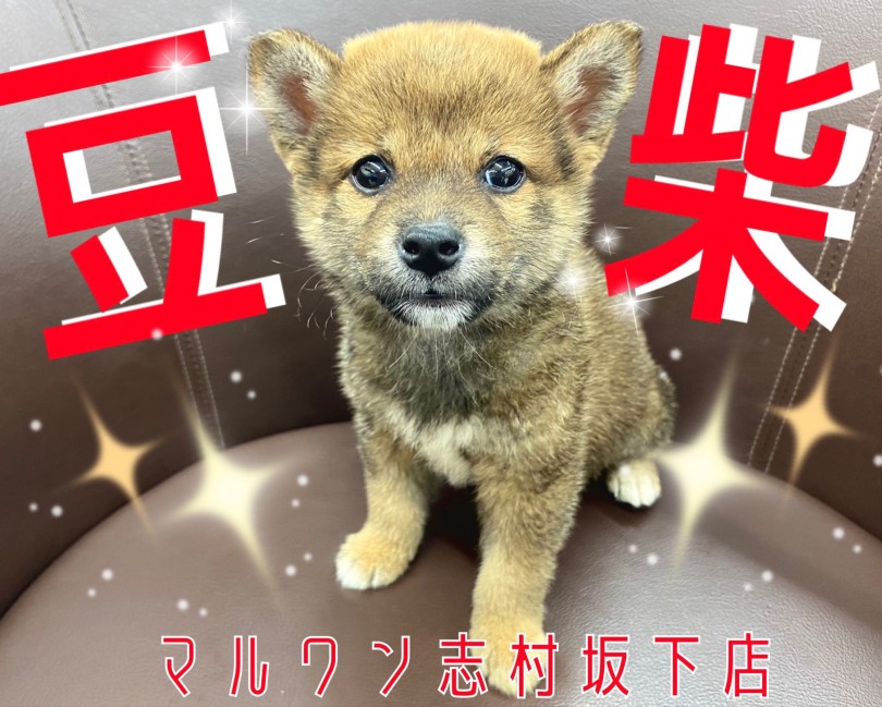 豆柴 柴犬の半分サイズ 愛しの困り顔 ドワーフ体型のプレミアムboy登場 マルワンblog ペットショップ マルワン 小さめ子犬 美形な子猫 初心者安心のサポート