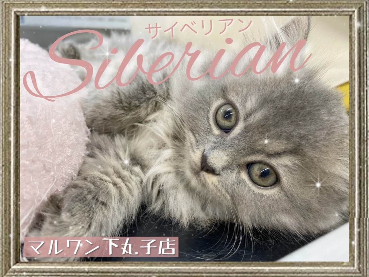 サイベリアン 】アレルギーが起こりずらいとは？知られざる