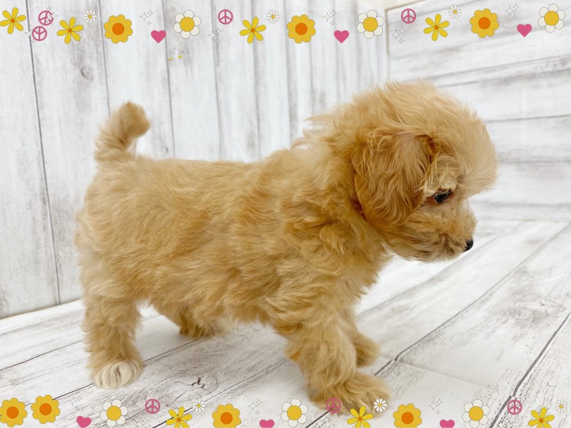 綺麗なアプリコットの毛色と胴長短足の可愛らしい見た目 ！ | MIX犬 マルプー （512762） - 本羽田店