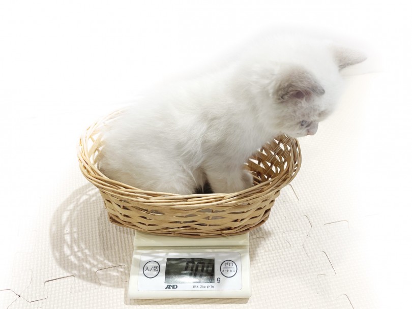 生後60日の体重測定と生活環境について | ラグドール （11872） - 横浜 白楽店