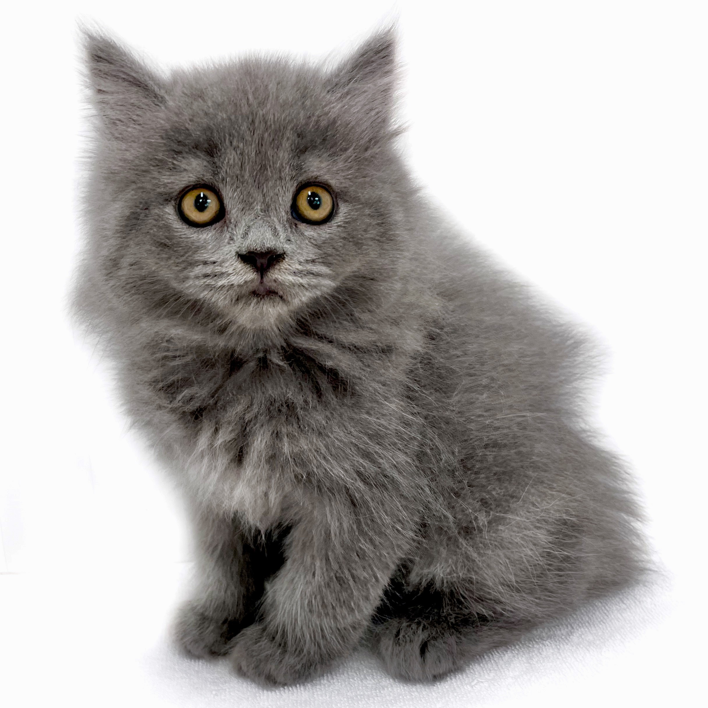 ブリティッシュロングヘア | ペットショップ マルワン 小さめ子犬 美形