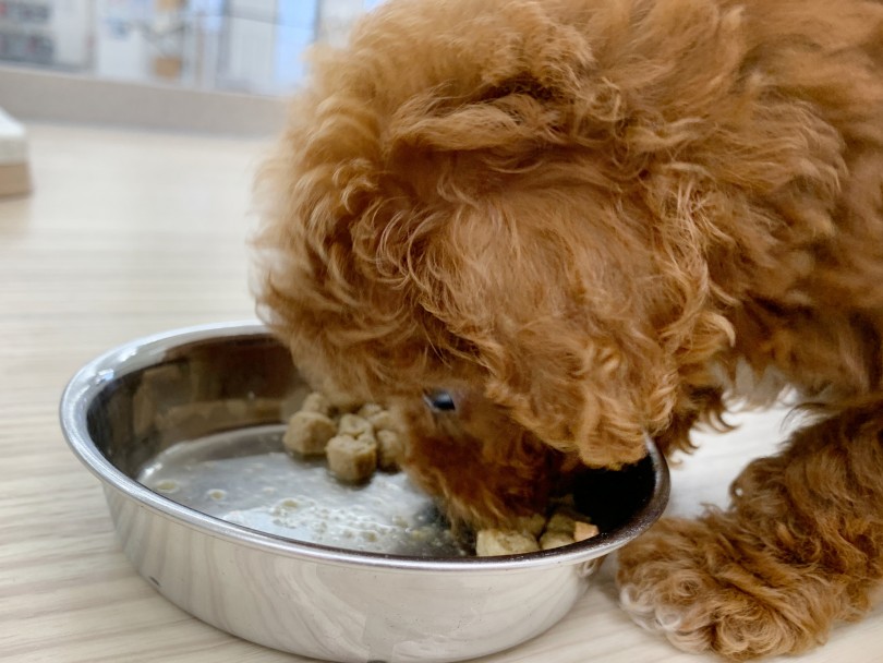 小柄な体格のマルプーちゃんですが、ご飯は毎回必ず完食 | MIX犬 マルプー （014405） - 東日暮里店