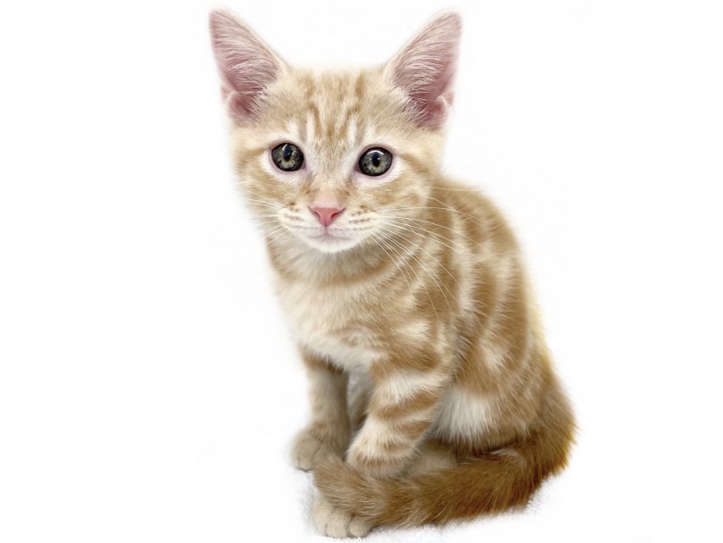 アメリカンショートヘア 圧倒的な人気を誇る猫種 レッドタビーの甘えん坊 マルワンblog ペットショップ マルワン 小さめ子犬 美形な子猫 初心者安心のサポート