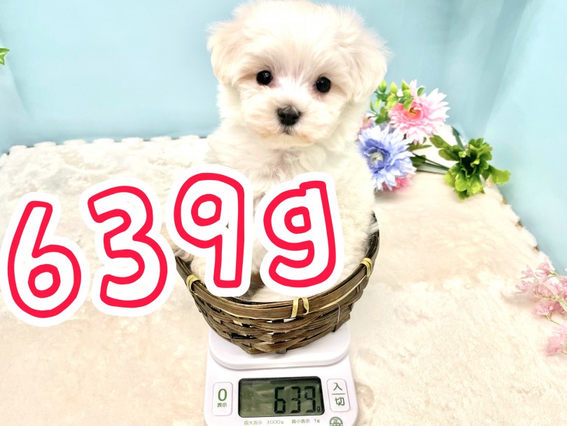 生後60日の体重は639g | MIX犬 マルビション （150247） - 東川口店
