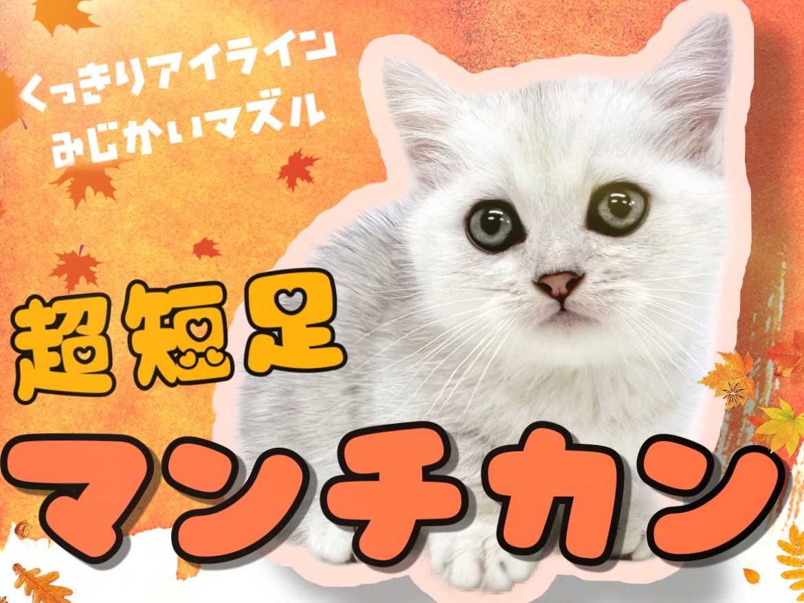 足の長いマンチカン ☆マンチカン（足長）☆オス☆ No.3000 | 子猫販売 | 埼玉県