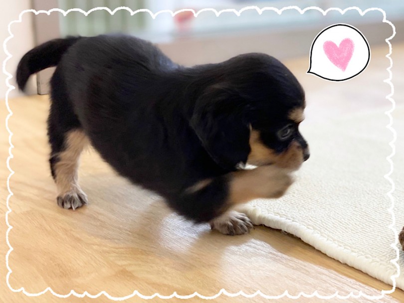 生後67日のチワキャバちゃんの体重は660g チワワより大きめ、キャバリアより小さめ | MIX犬 チワキャバ （312063） - 横浜 港北ニュータウン店