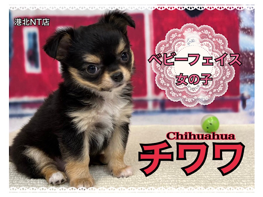 vivitix　チワワ　パース　ポーチ　がま口　サンリオ　激レア　希少　犬 チワワ 】パパはアメリカンチャンピオン！童顔フェイスのプリンセス